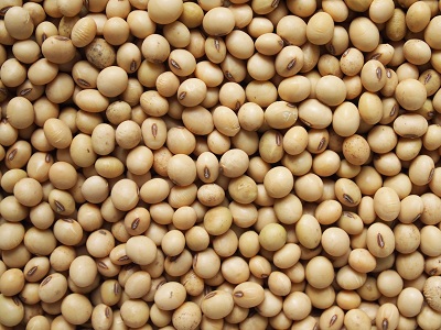 Soya Bean Soya Bean
